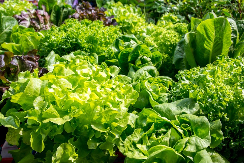 A field of various lettuces.